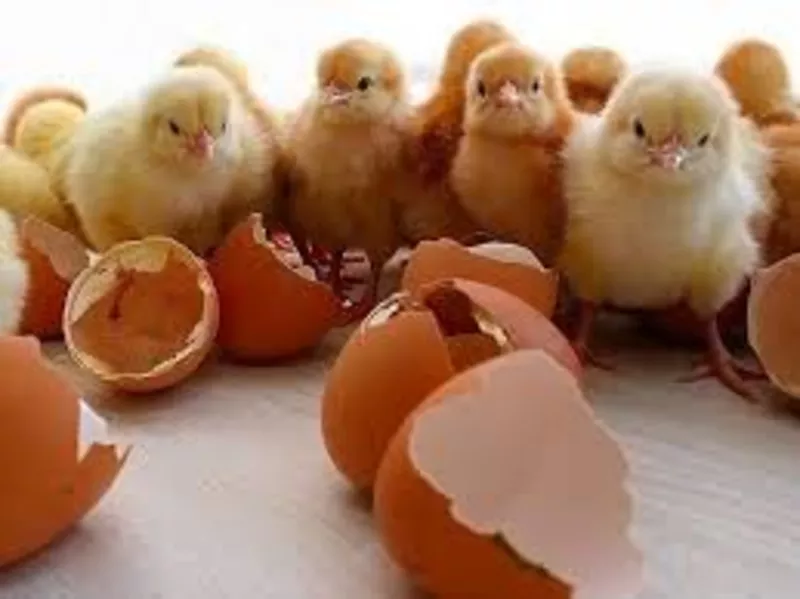 Инкубационное яйцо птицы разной птицы